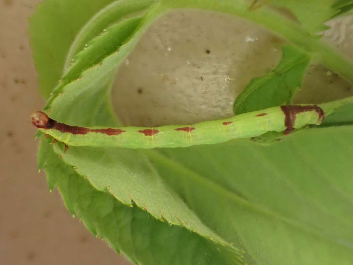 The Streamer (Anticlea derivata) photographed in Kent by Dave Shenton 