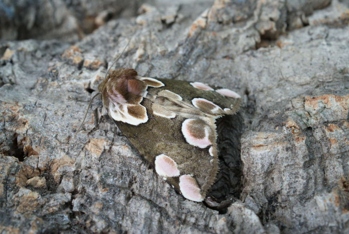 Peach Blossom (Thyatira batis) photographed in Kent by Dave Shenton