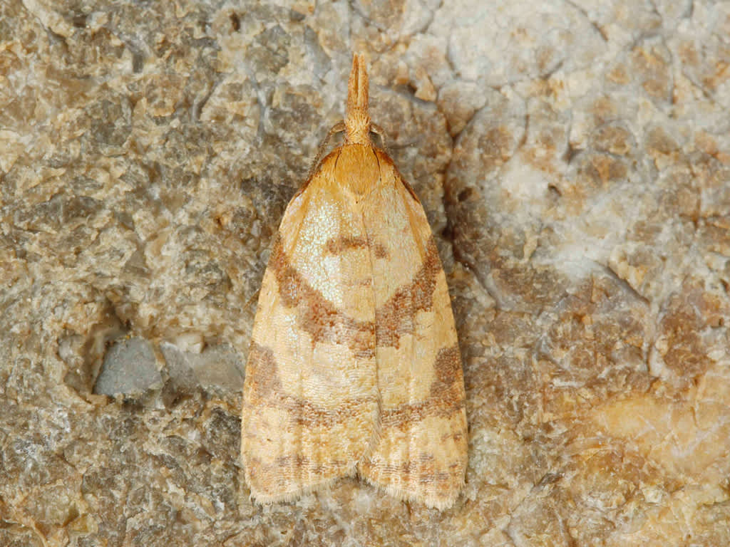 Long-nosed Tortrix (Sparganothis pilleriana) photographed at Pegwell by D Beadle