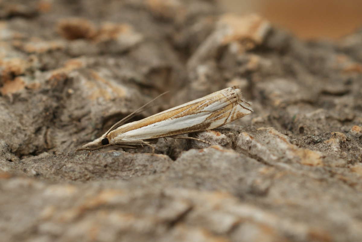 Inlaid Grass-veneer (Crambus pascuella) photographed at Aylesham  by Dave Shenton 