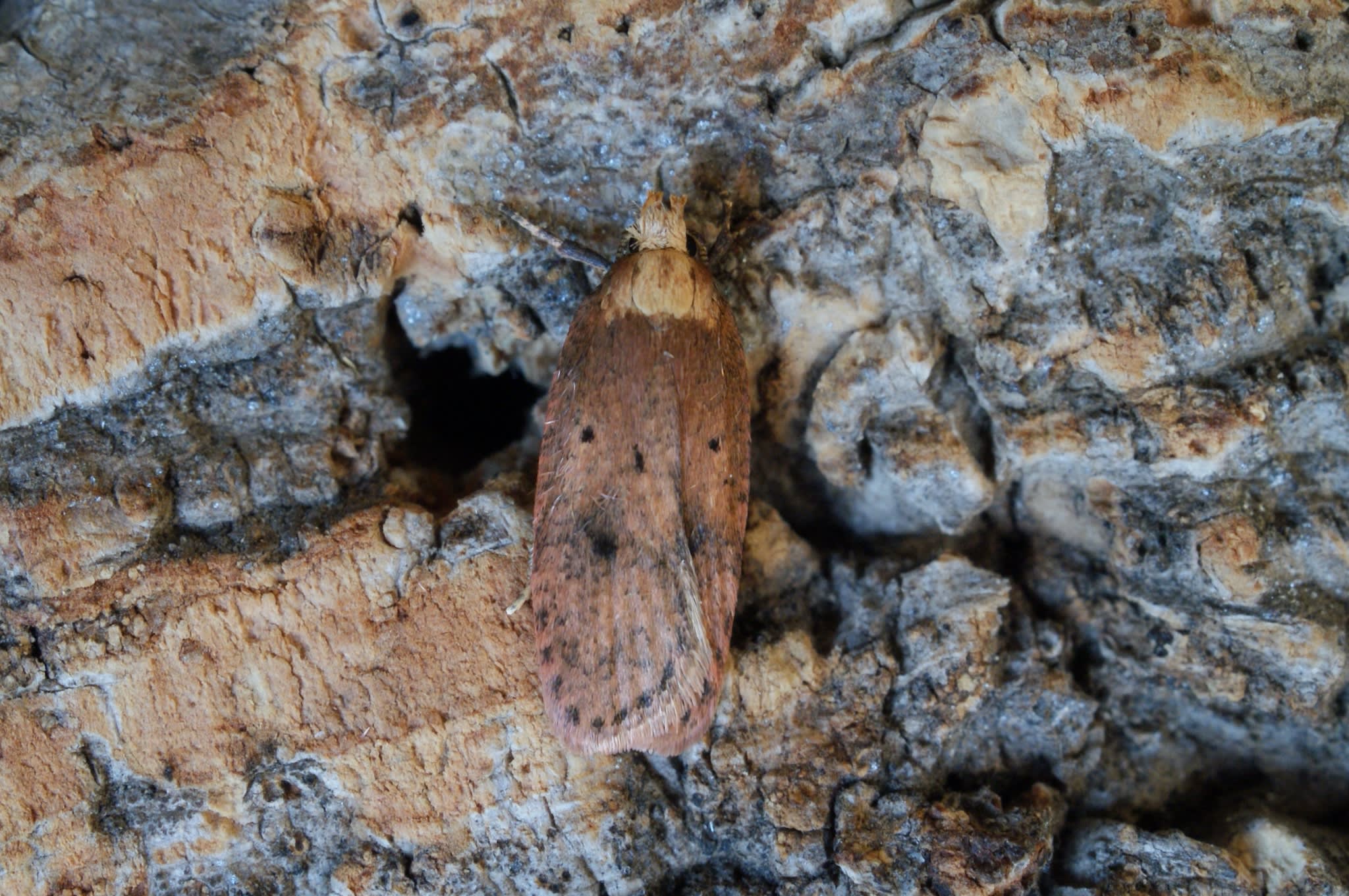 Angelica Flat-body (Agonopterix angelicella) photographed at Stodmarsh NNR by Dave Shenton