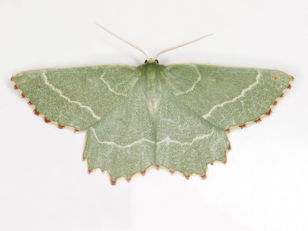 Sussex Emerald (Thalera fimbrialis) photographed in Kent by David Beadle 