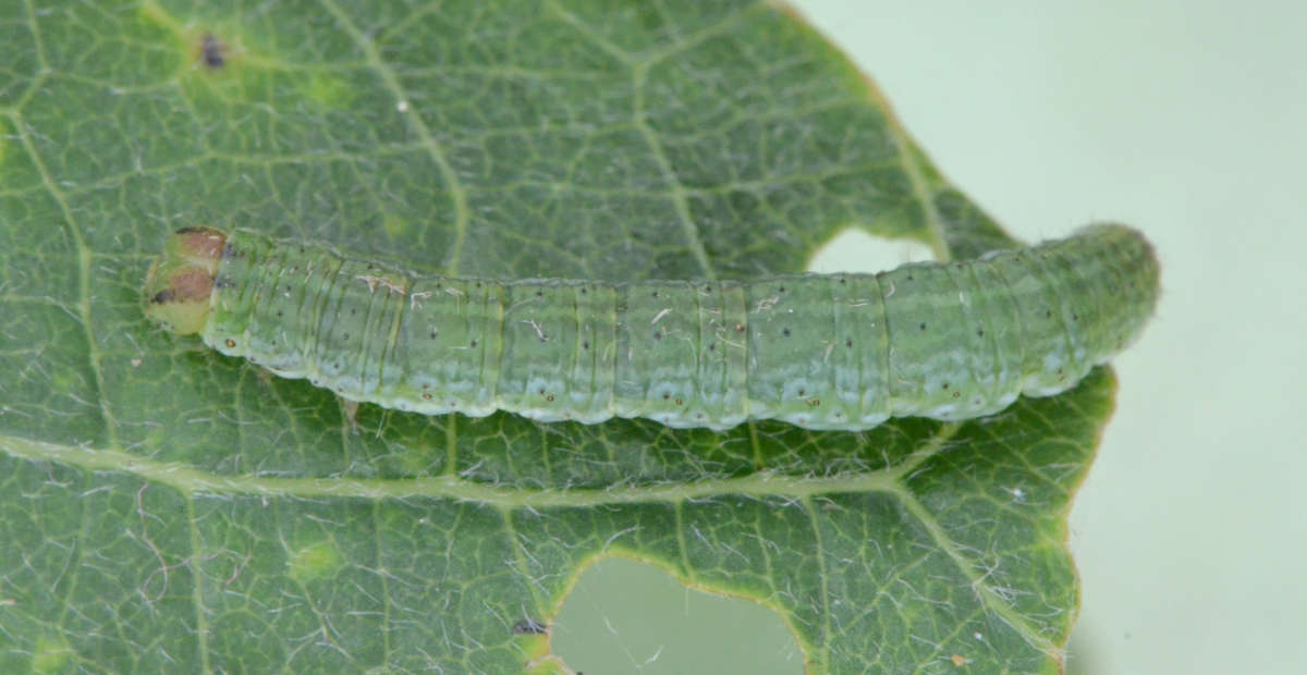 Clouded Border (Lomaspilis marginata) photographed at Denge Wood  by Alan Stubbs 