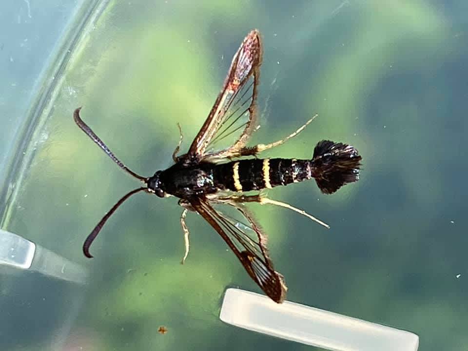 Sallow Clearwing (Synanthedon flaviventris) photographed at Marden  by Alan Pavey