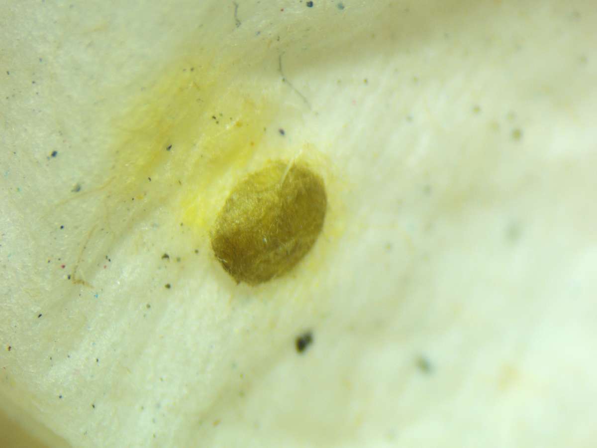 Wood Lotus Pigmy (Trifurcula cryptella) photographed at White Hill by Phil Ambler