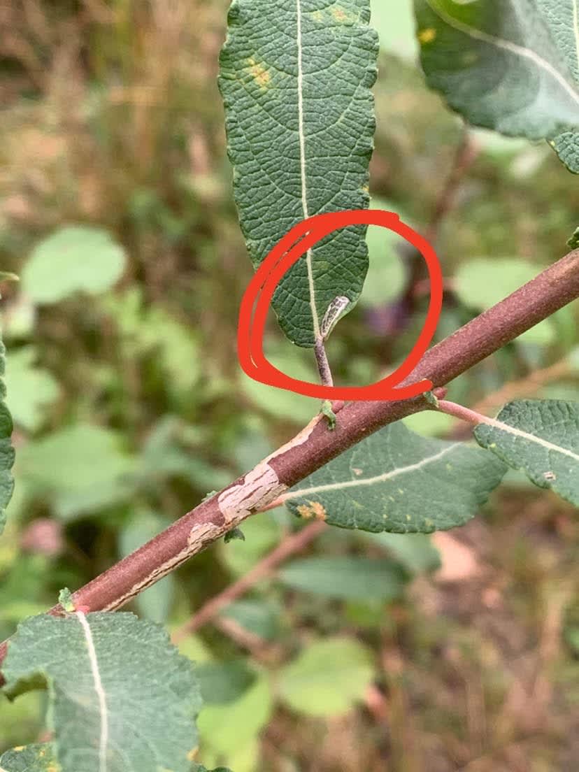 New Sallow Bent-wing (Phyllocnistis ramulicola) photographed in Kent by Dave Shenton 