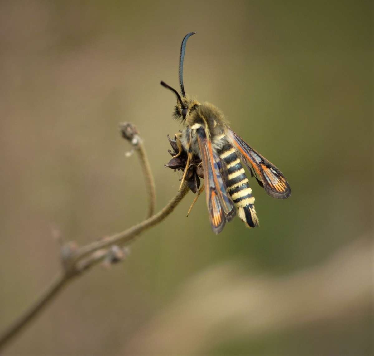 Six-belted Clearwing (Bembecia ichneumoniformis) photographed in Kent by Allan Ward