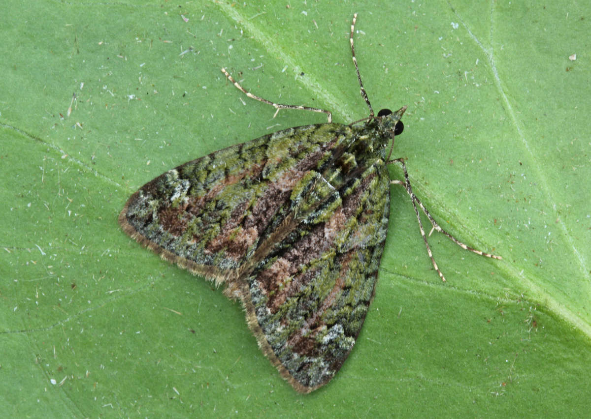 Red-green Carpet (Chloroclysta siterata) photographed in Kent by Peter Maton 