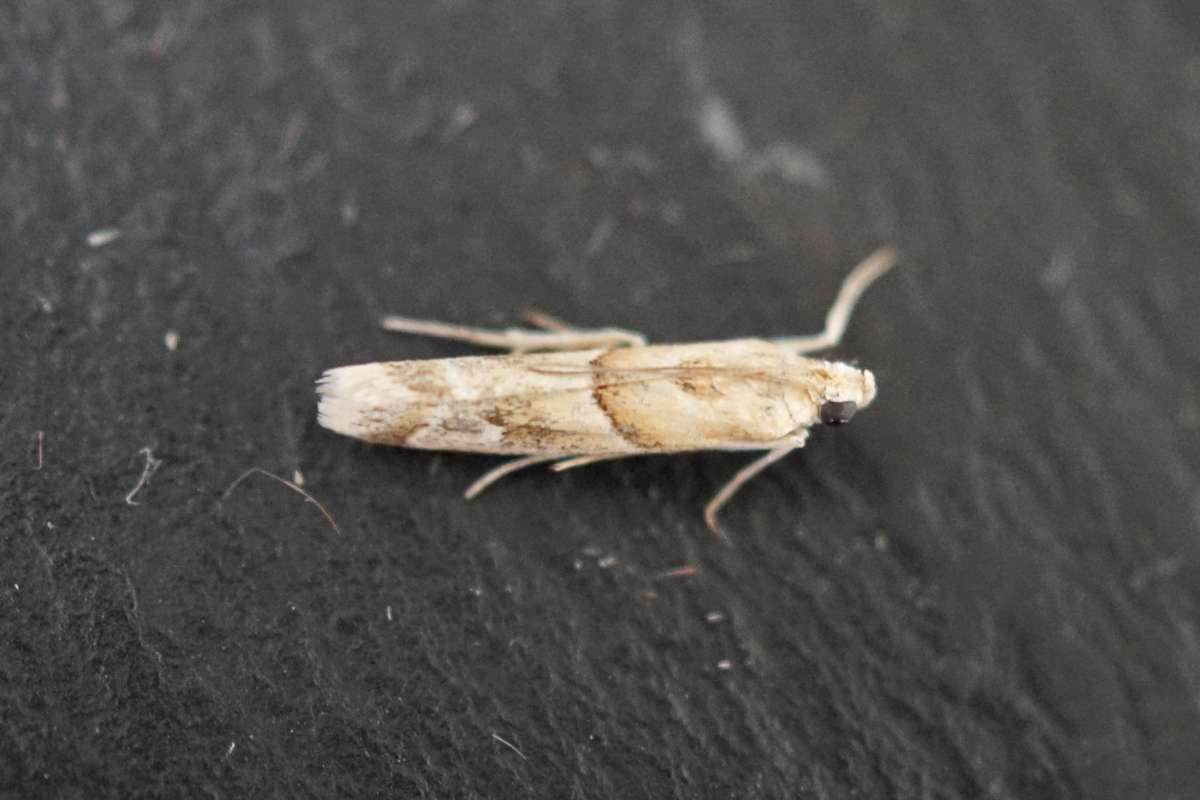 Sophie’s Knot-horn (Ancylosis convexella) photographed at Lyminge  by Dave Shenton 