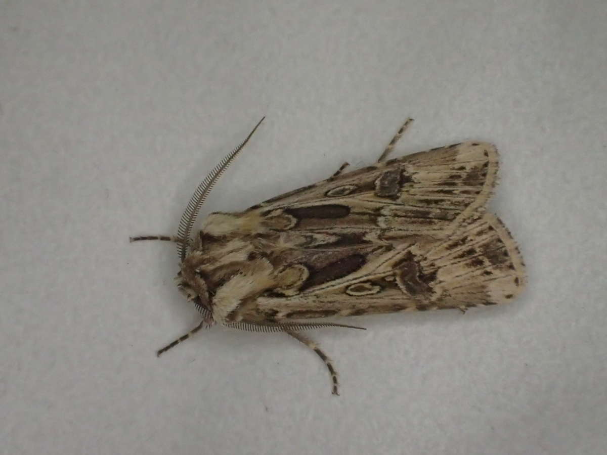 Archer's Dart (Agrotis vestigialis) photographed at Sandwich Bay by Dave Shenton 