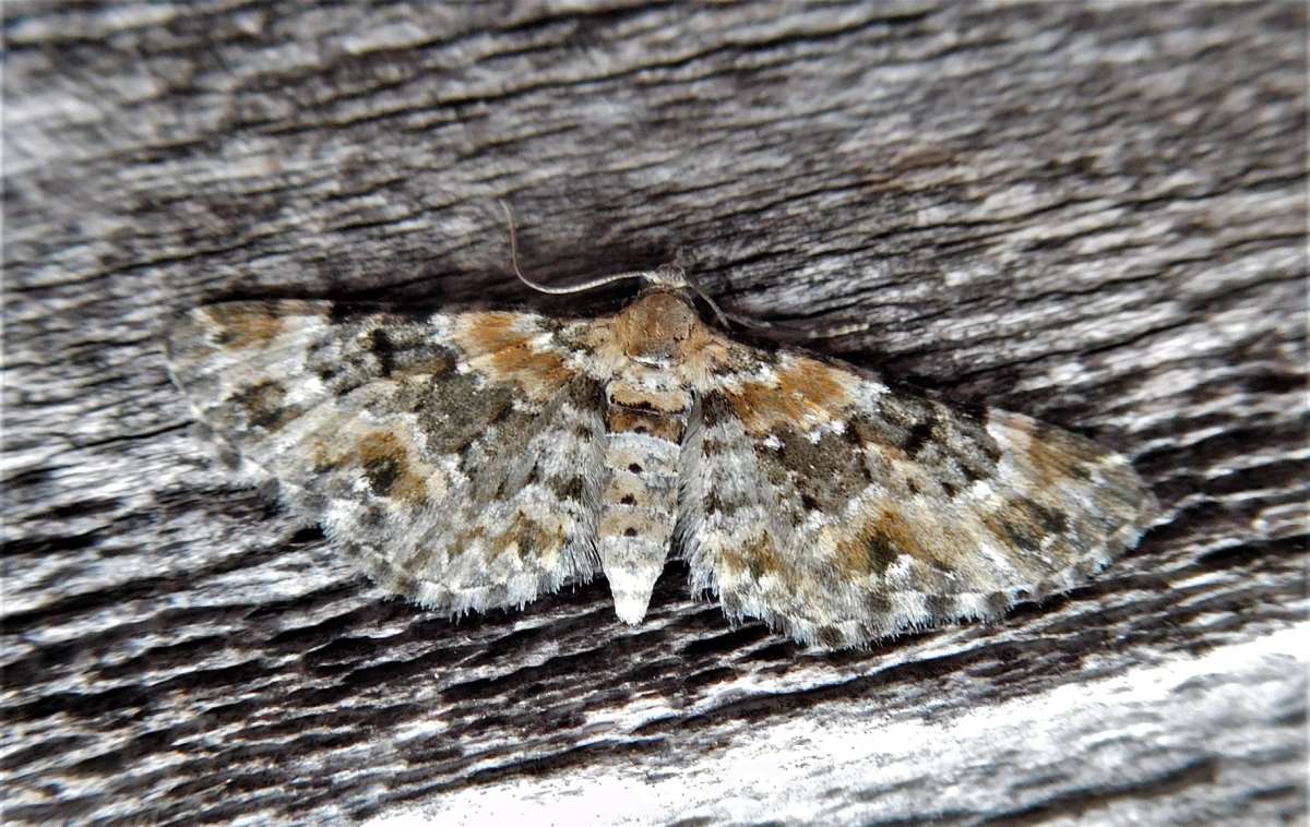 Foxglove Pug (Eupithecia pulchellata) photographed in Kent by John Dale