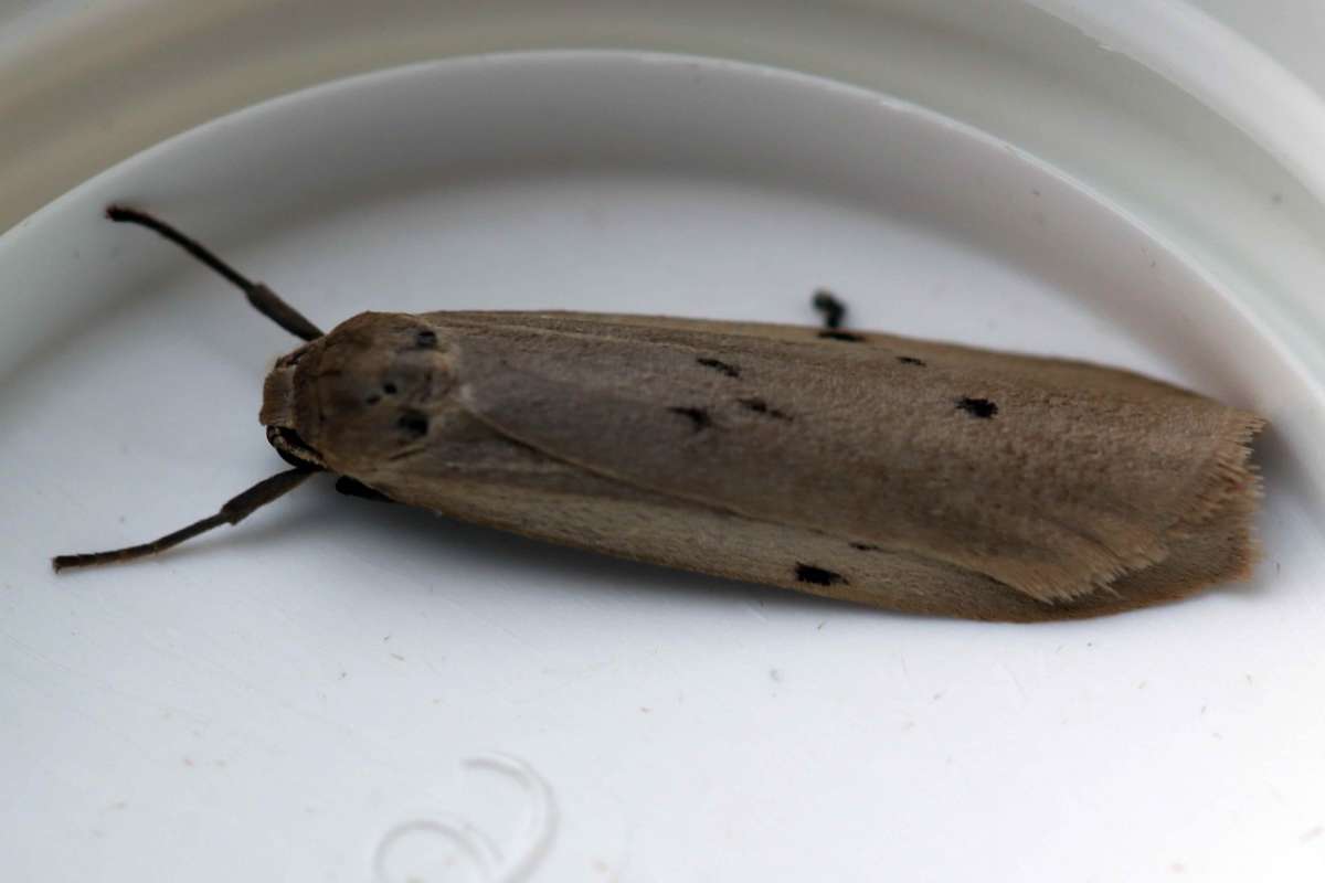 Dotted Footman (Pelosia muscerda) photographed at Gillingham  by John Pell