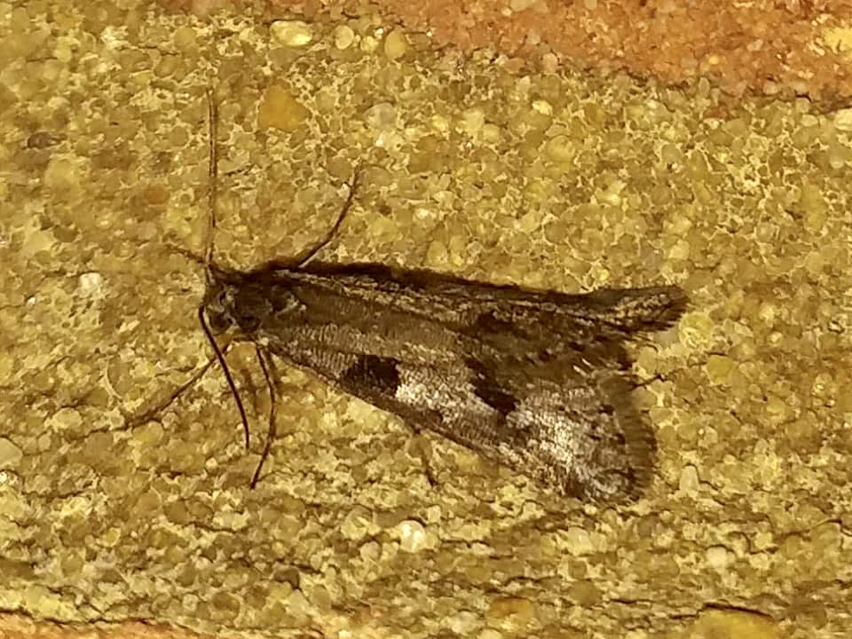 Autumnal Shade (Exapate congelatella) photographed at Dartford  by James Hunter