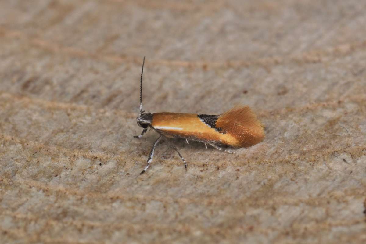 Greater Tawny Tubic (Batia lambdella) photographed in Kent by Antony Wren