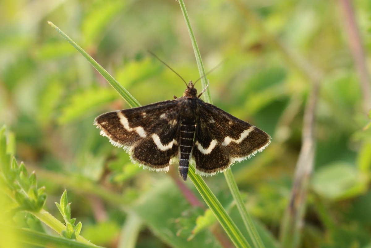 Wavy-barred Sable (Pyrausta nigrata) photographed in Kent by Dave Shenton