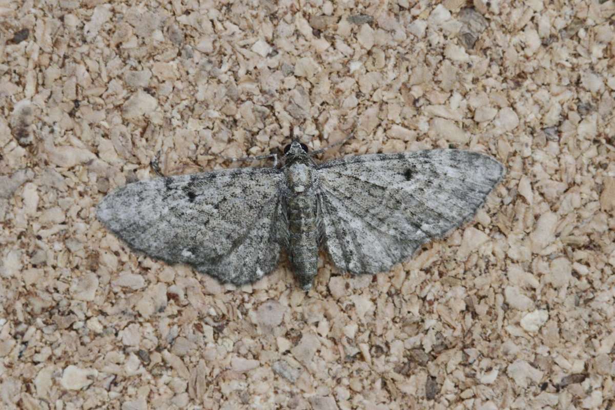 Golden-rod Pug (Eupithecia virgaureata) photographed in Kent by Josh Jones 