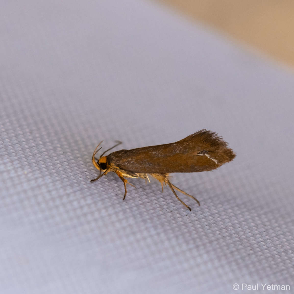 Golden-brown Tubic (Crassa unitella) photographed in Kent by Paul Yetman