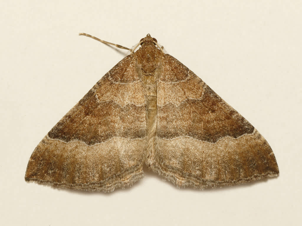 The Mallow (Larentia clavaria) photographed in Kent by David Beadle 