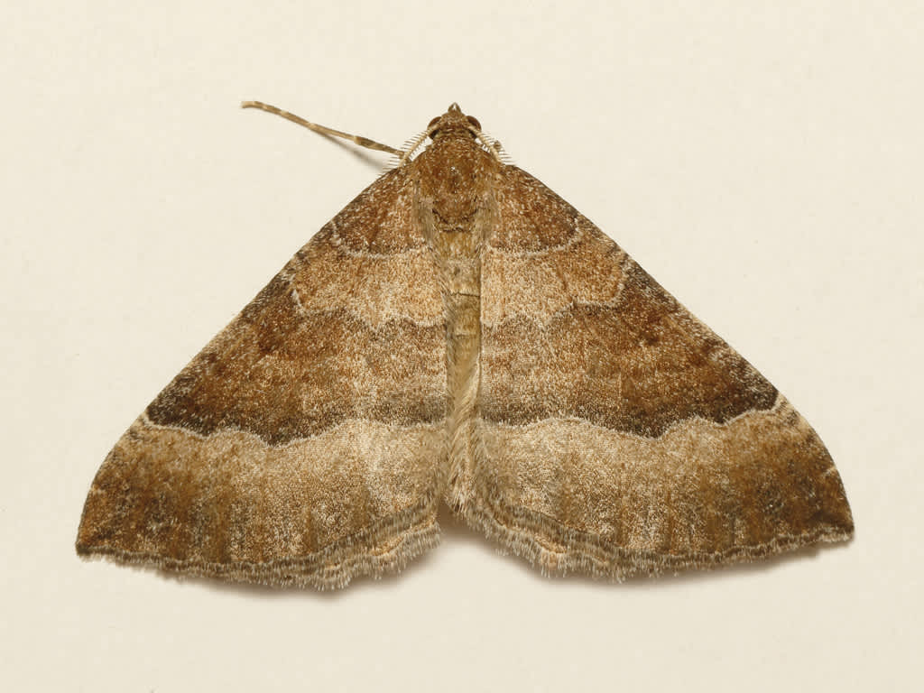 The Mallow (Larentia clavaria) photographed in Kent by David Beadle 