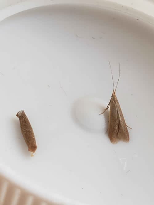 Tipped Oak Case-bearer (Coleophora flavipennella) photographed in Kent by Phil Ambler