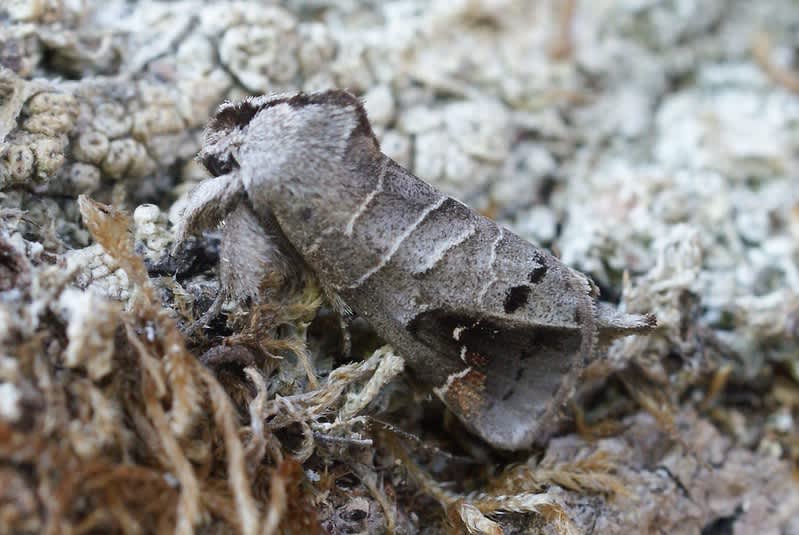 Scarce Chocolate-tip (Clostera anachoreta) photographed in Kent by Dave Shenton 