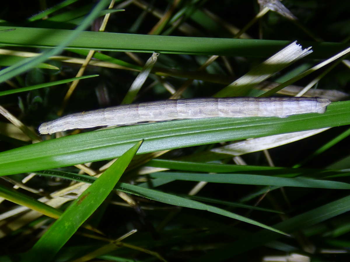 Black-veined Moth (Siona lineata) photographed at Wye Downs NNR by Rebecca Levey