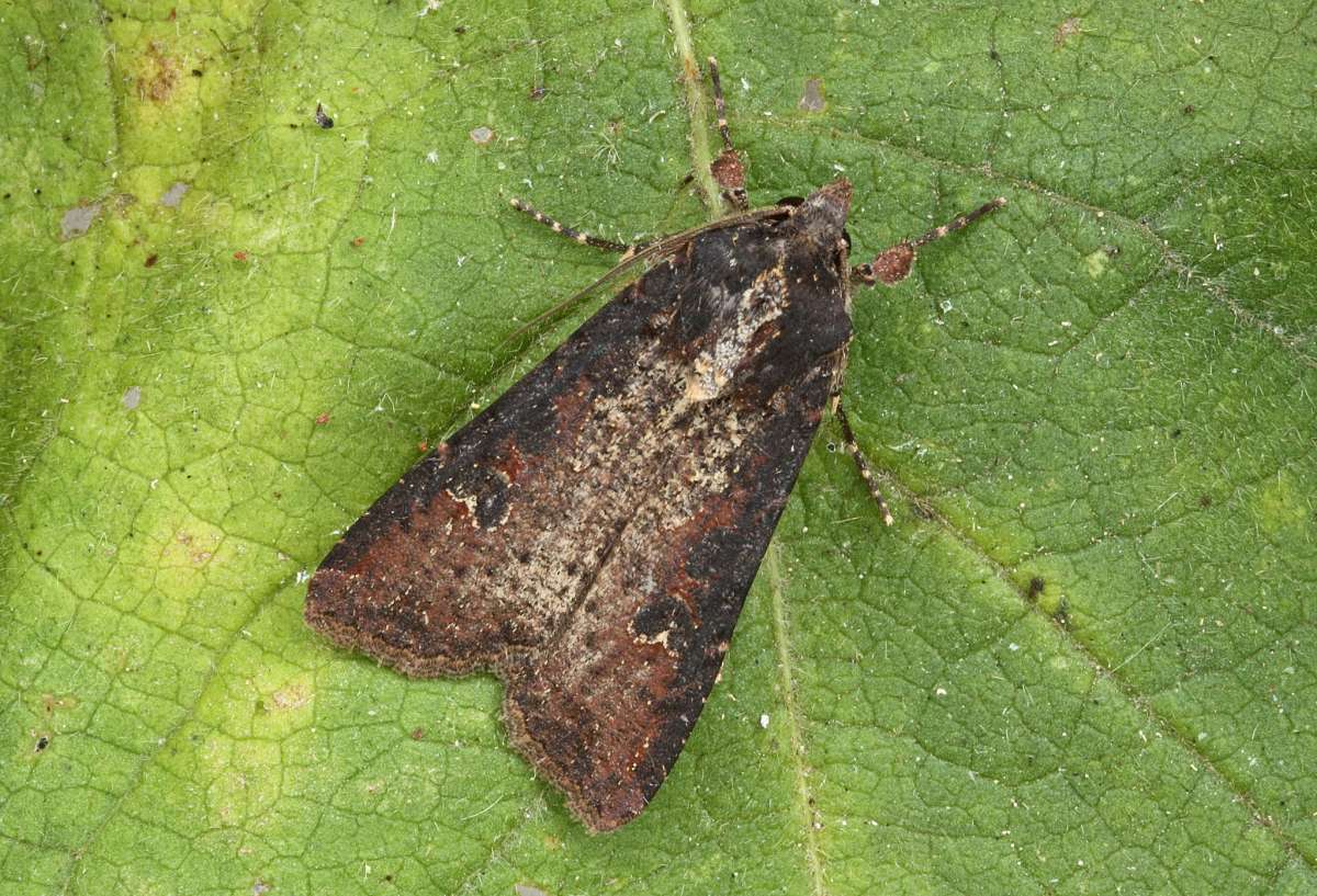 Pearly Underwing (Peridroma saucia) photographed in Kent by Peter Maton 