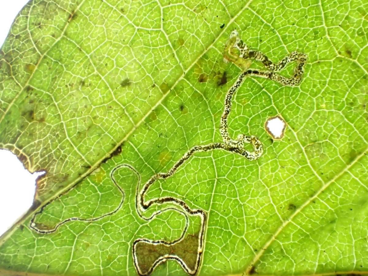 Silver-barred Alder Pigmy (Stigmella alnetella) photographed in Kent by Dave Shenton 