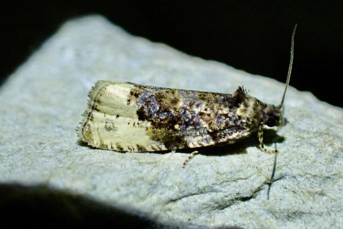 Buff-tipped Marble (Hedya ochroleucana) photographed at Knole Park by Oliver Bournat