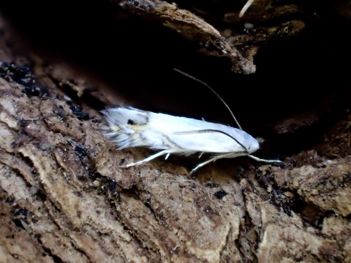 Laburnum Leaf-miner (Leucoptera laburnella) photographed at Betteshanger CP by Dave Shenton 