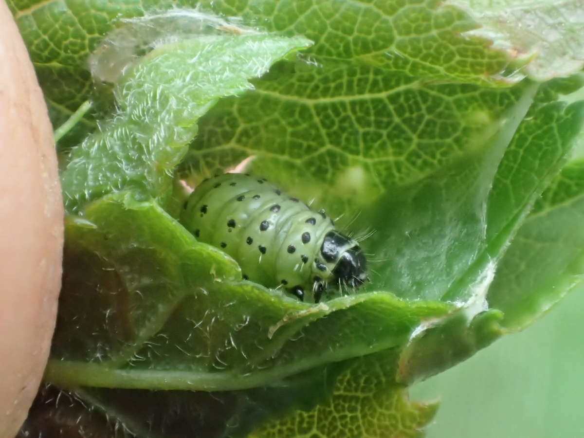 Plum Tortrix (Hedya pruniana) photographed at Aylesham  by Dave Shenton 