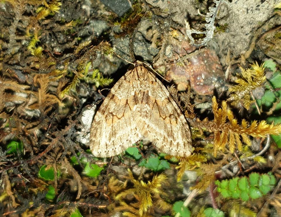 Barred Tooth-striped (Trichopteryx polycommata) photographed in Kent by Andrew Lawson