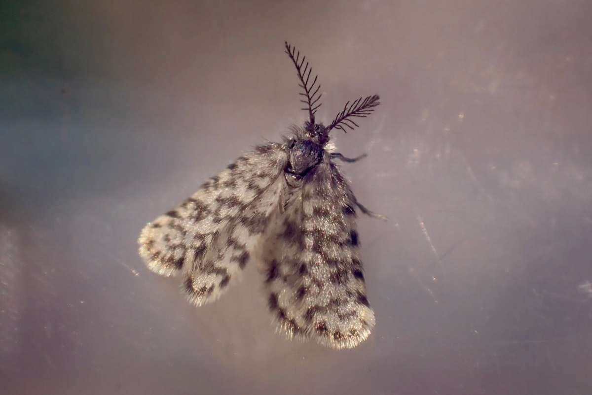 Netted Bagworm (Whittleia retiella) photographed in Kent by Oliver Bournat