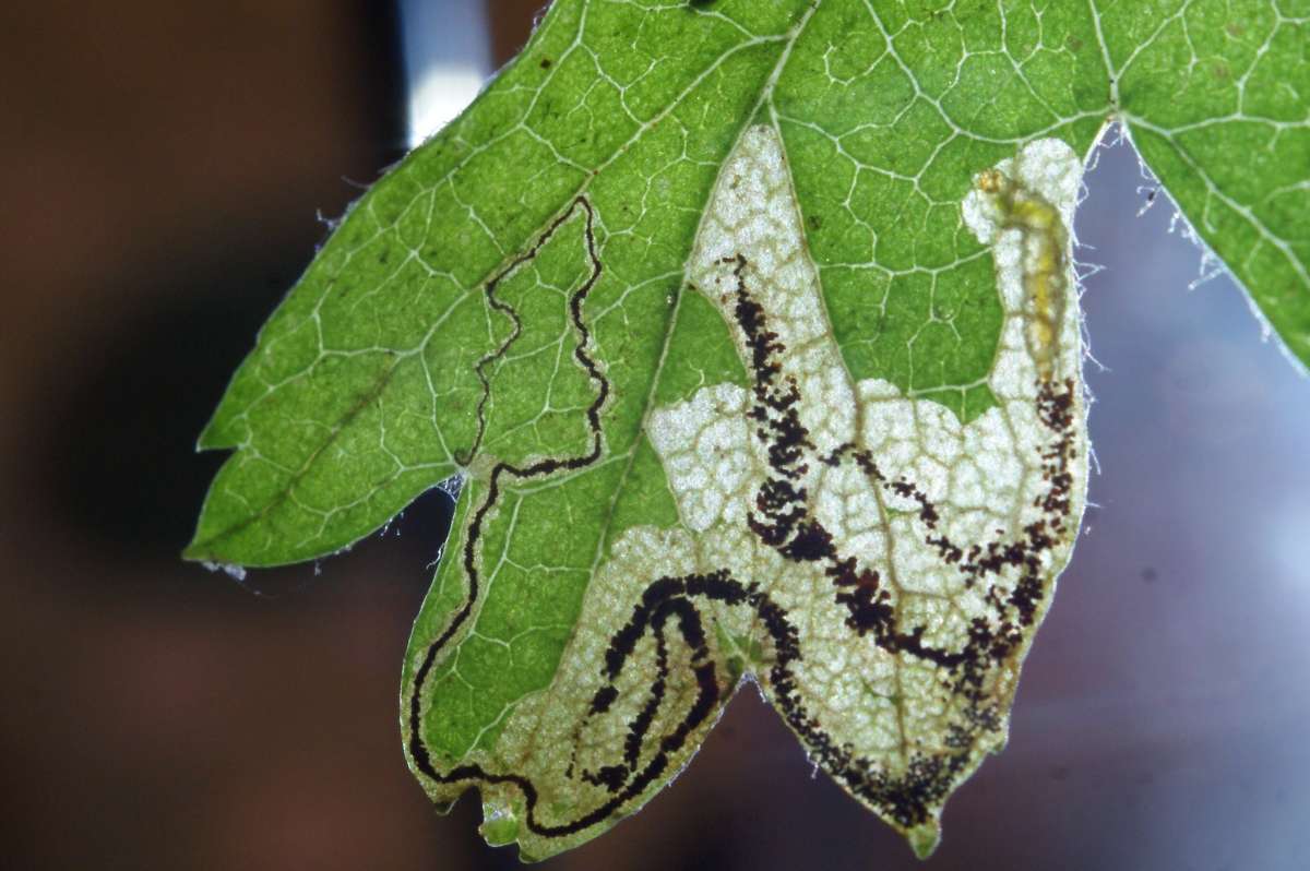 Greenish Thorn Pigmy (Stigmella hybnerella) photographed in Kent by Dave Shenton 
