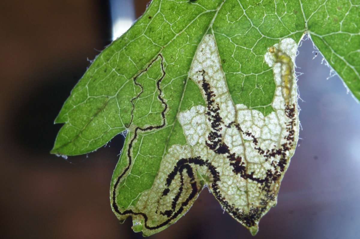 Greenish Thorn Pigmy (Stigmella hybnerella) photographed in Kent by Dave Shenton 