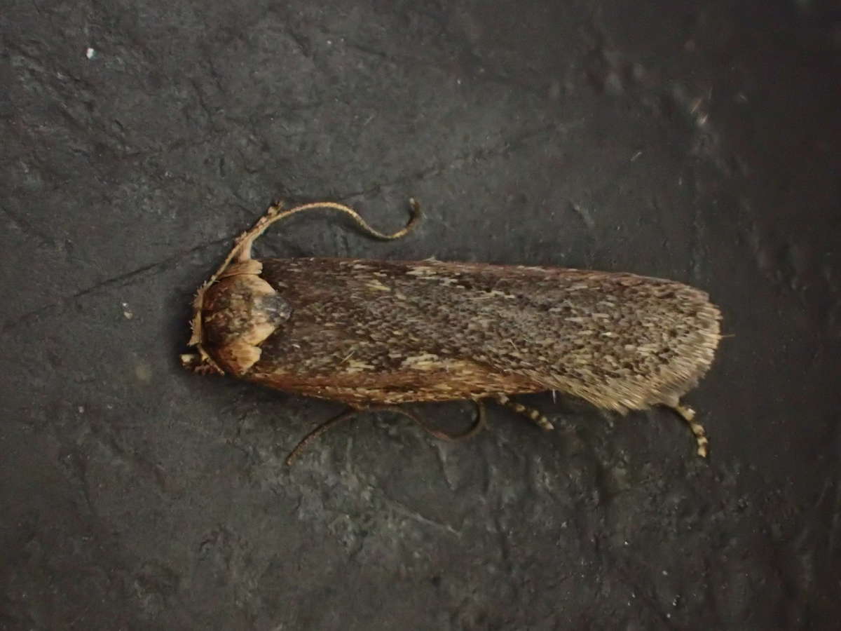 Pimpinel Flat-body (Depressaria pimpinellae) photographed at La veyssiere, France  by Dave Shenton 