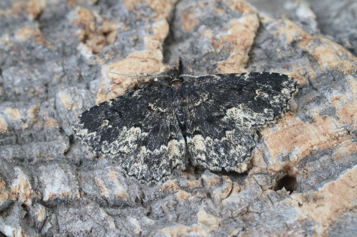 Waved Black (Parascotia fuliginaria) photographed at Aylesham  by Dave Shenton 