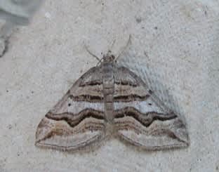 Spanish Carpet (Scotopteryx peribolata) photographed in Kent by Carol Strafford 