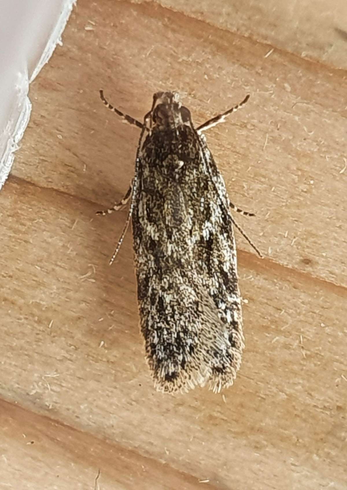 Grey Sallow Groundling (Gelechia muscosella) photographed at Seabrook  by Ian Roberts