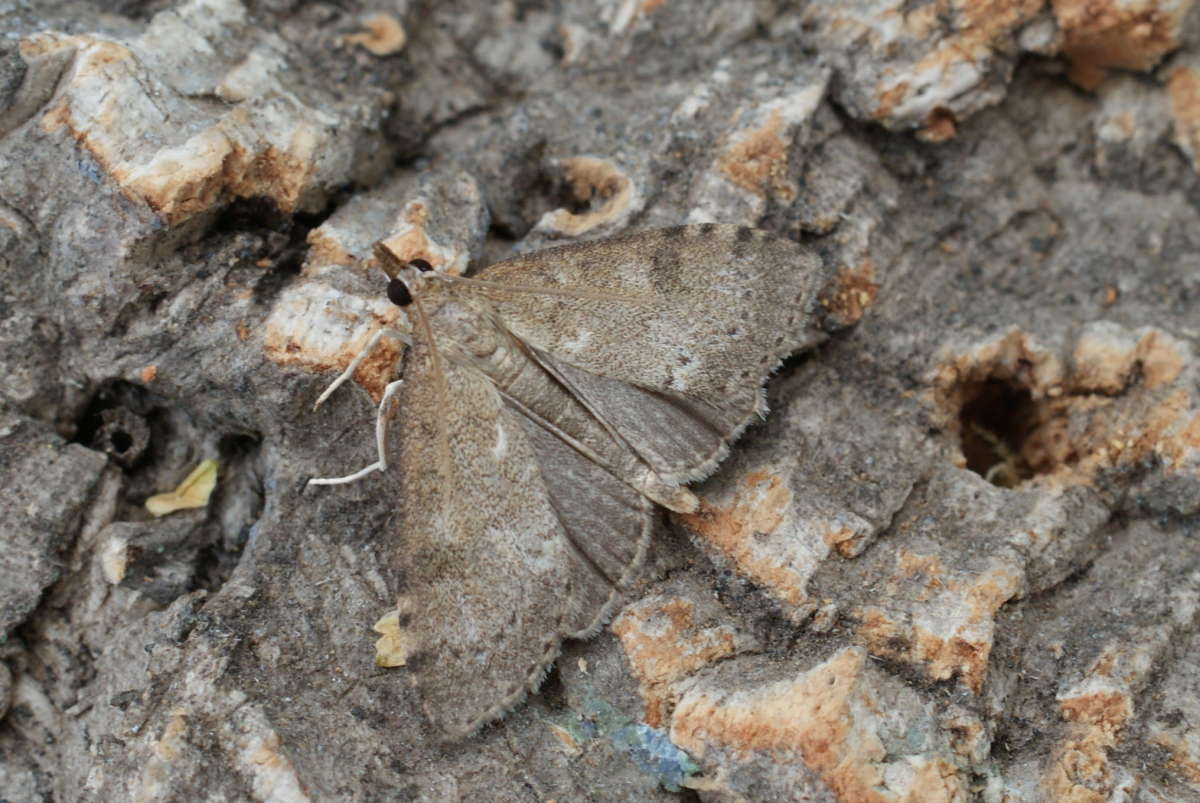 Dusky Pearl (Udea prunalis) photographed at Aylesham  by Dave Shenton 