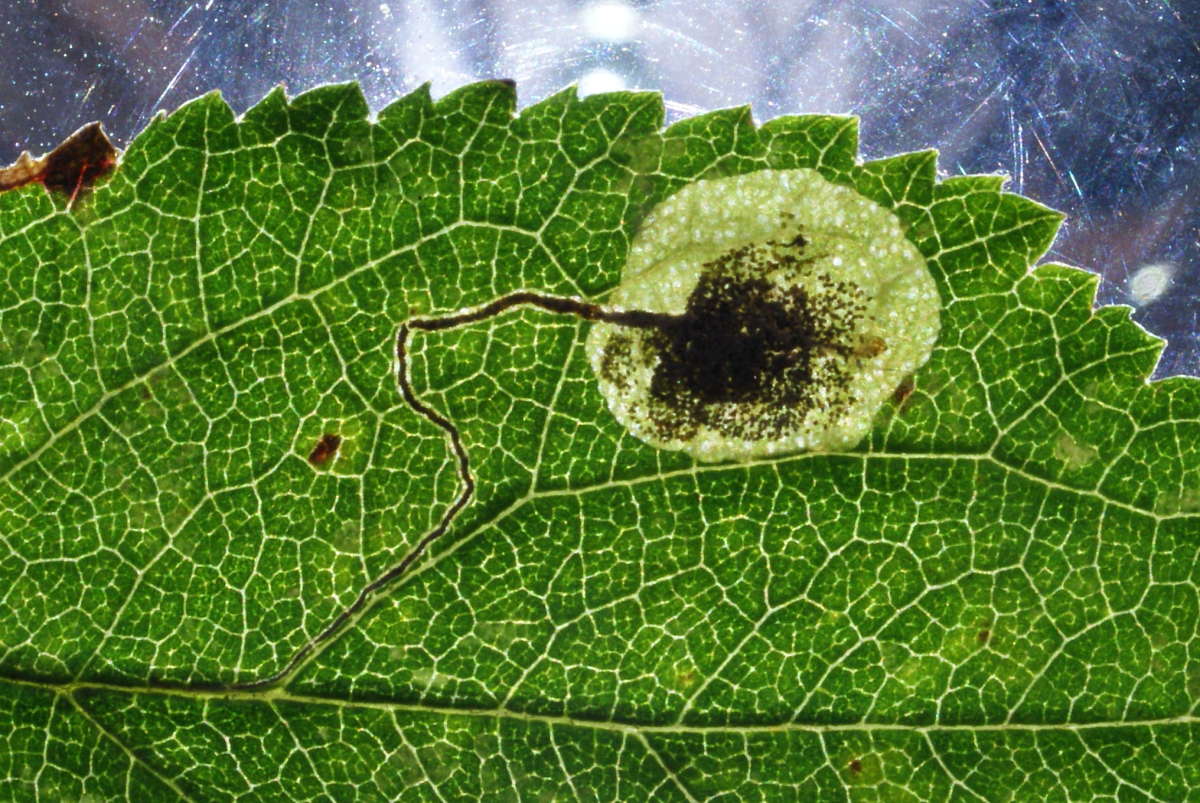 Scrubland Pigmy (Stigmella plagicolella) photographed at Aylesham  by Dave Shenton