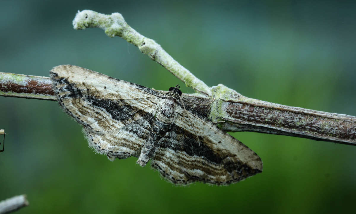 Small Waved Umber (Horisme vitalbata) photographed in Kent by Carol Strafford 