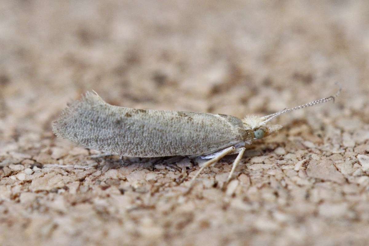 Barred Smudge (Ypsolopha alpella) photographed in Kent by Josh Jones