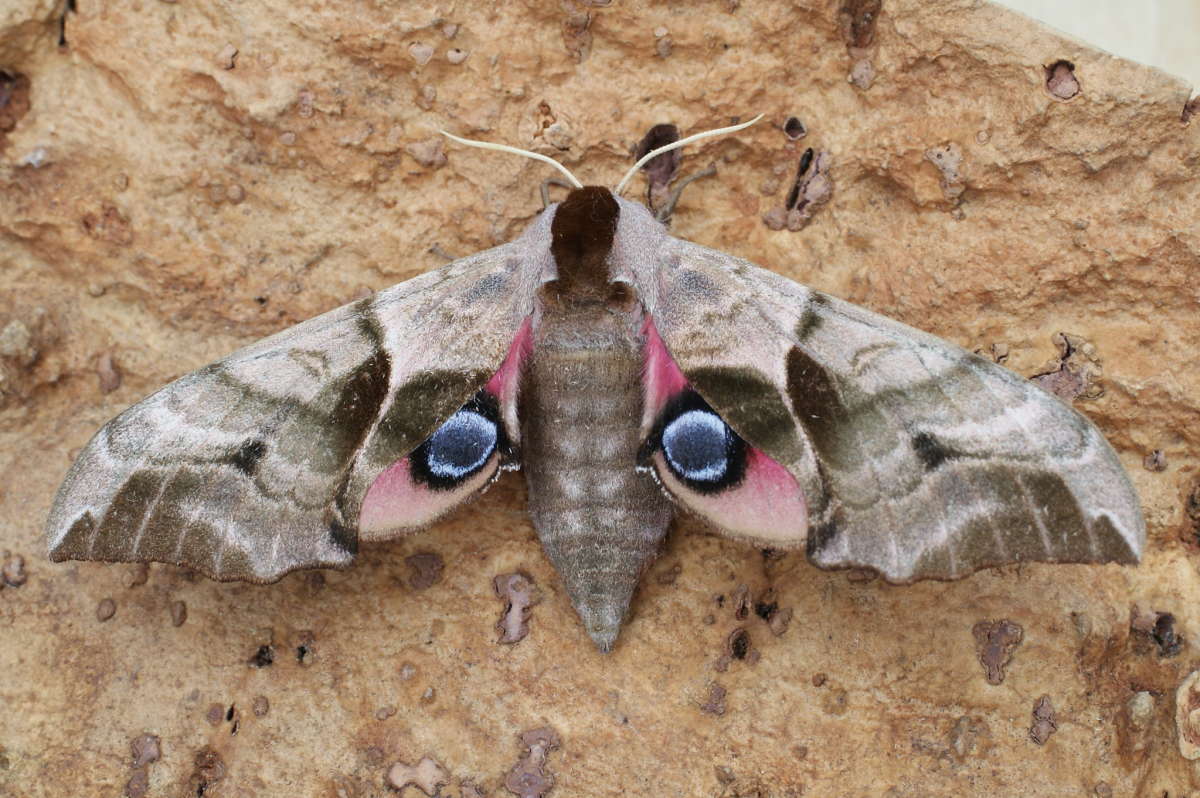 Eyed Hawk-moth (Smerinthus ocellata) photographed at Aylesham  by Dave Shenton 