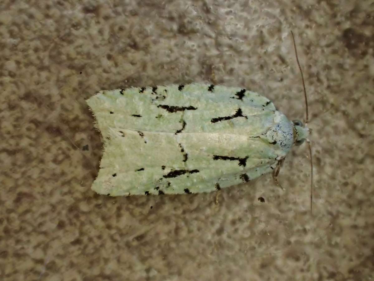 Lichen Button (Acleris literana) photographed at Aylesham  by Dave Shenton 