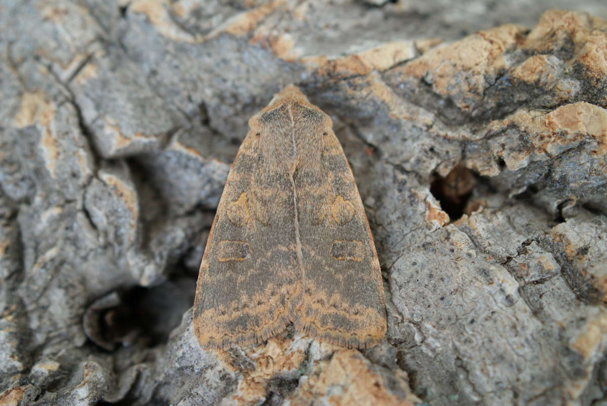 Dusky-lemon Sallow (Cirrhia gilvago) photographed in Kent by Dave Shenton 