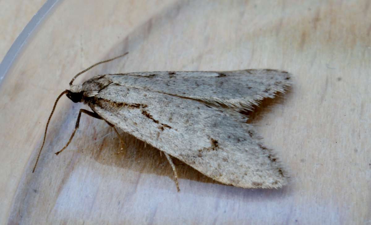 Early Flat-body (Semioscopis avellanella) photographed at Aylesham  by Dave Shenton 