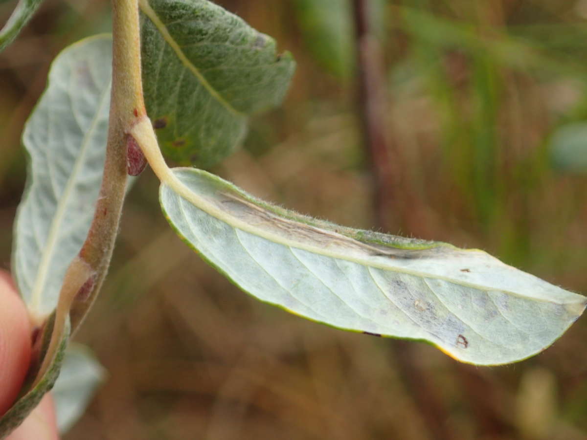 Sandhill Midget (Phyllonorycter quinqueguttella) photographed at Sandwich Bay by Dave Shenton 