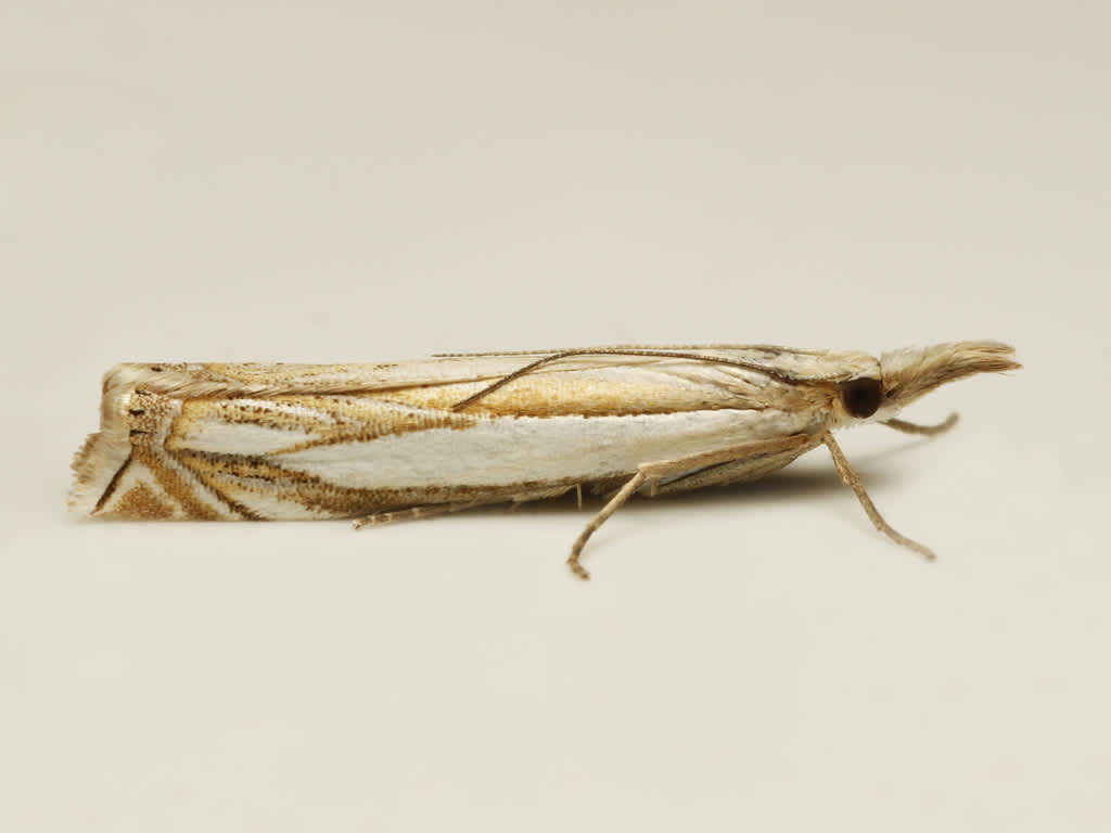 Inlaid Grass-veneer (Crambus pascuella) photographed in Kent by David Beadle 