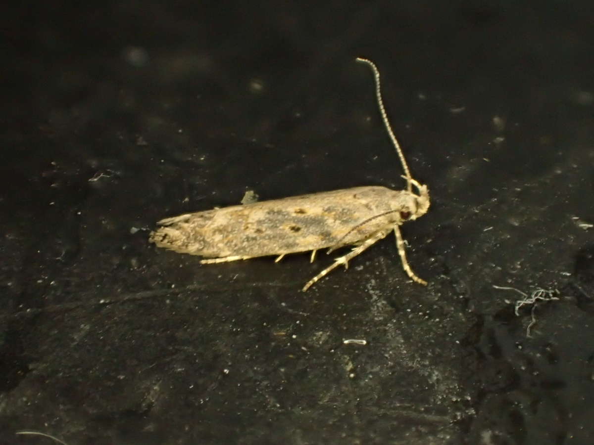 Beet Moth (Scrobipalpa ocellatella) photographed in Kent by Dave Shenton